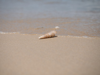 shell on the beach