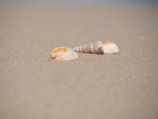 shell on the beach