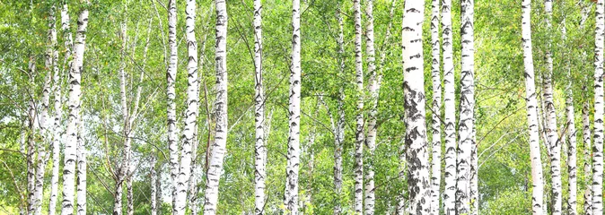 Zelfklevend Fotobehang Mooie berkenbomen met witte berkenschors in berkenbos met groene berkenbladeren © yarbeer