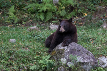  cinnamon bear (Ursus americanus cinnamomum)