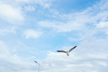 Fototapeta na wymiar Single seagull flying in a sky as a background at Bangpoo.