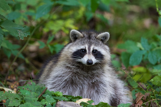 fat raccoon portrait