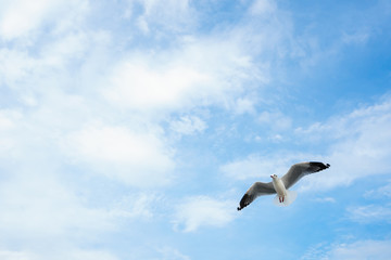 Single seagull flying in a sky as a background at Bangpoo.