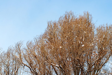 background of trees for a double exposure, trees against the sky, branches on a homogeneous blue background, many branches, branches in snow, snow on branches, snow on trees