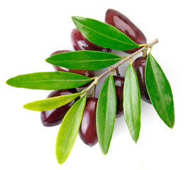 OLIVE BRANCH WITH OLIVES