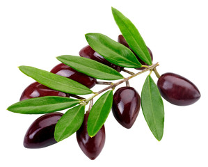 OLIVE BRANCH WITH OLIVES