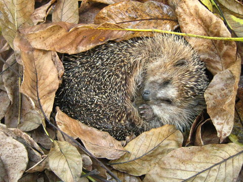 Igel im Herbstlaub