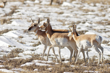 Wintering Pronghorn