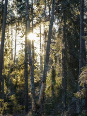 Frosty forest in the sunrise.