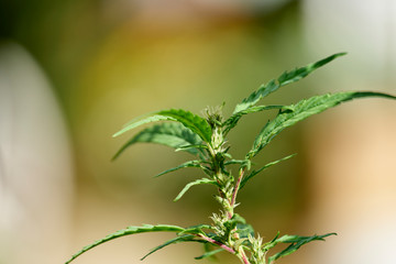 Really young female marijuana plants showing their sex.