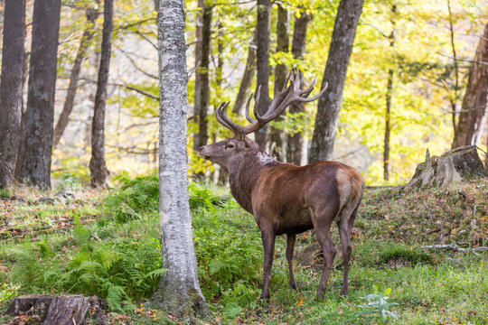 red deer in rut © Mircea Costina