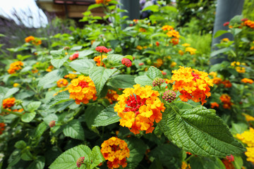 flowers in the garden