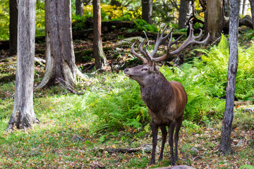 red deer in rut