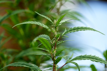 Fototapeta premium Really young female marijuana plants showing their sex.