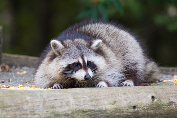 fat raccoon portrait