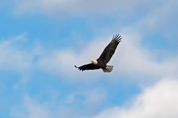 Eagle at Los Angeles area mountains