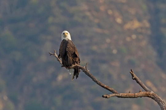 Eagle at Los Angeles area mountains