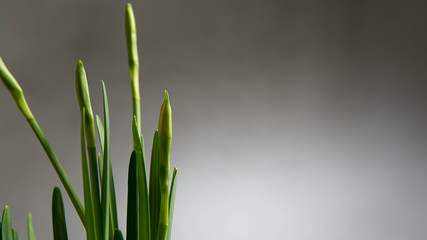 Wachstum einer Narzisse 