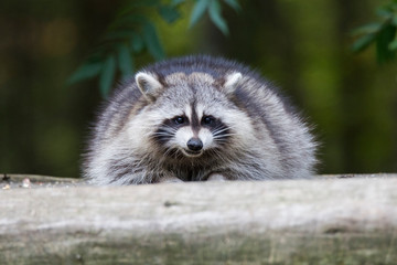 fat raccoon portrait