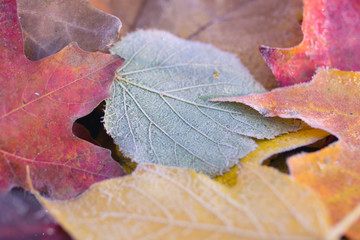 autumn colors leaves with frost