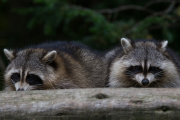 raccoons in autumn