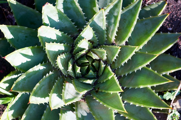 Close up of the Spiral Aloe, the national plant of the Kingdom of Lesotho