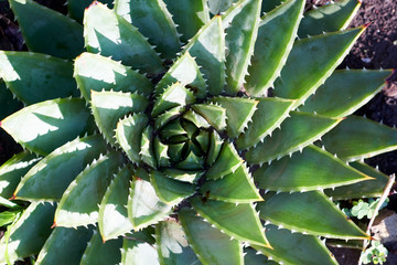 Close up of the Spiral Aloe, the national plant of the Kingdom of Lesotho