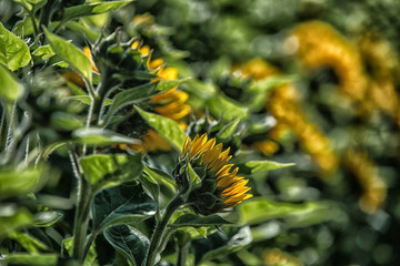 Sonnenblumen auf einem Feld im Sommer 