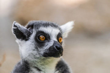 Obraz premium Ring tailed lemur (lemur catta) head portrait