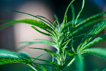 Young Swazi marijuana plant close up in Africa