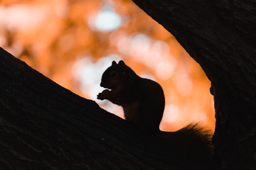 silhouette of a squirrel autumn colors