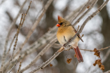 green cardinal on tree branch