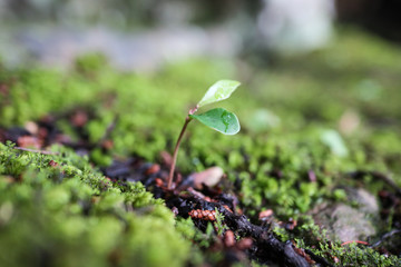 young plant in the garden