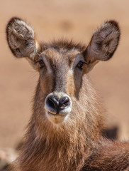 Waterbuck ( Kobus Ellipsiprymnus) close up, Ongava Private Game Reserve ( neighbour of Etosha), Namibia.