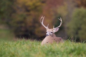 white tailed deer buck  in autumn