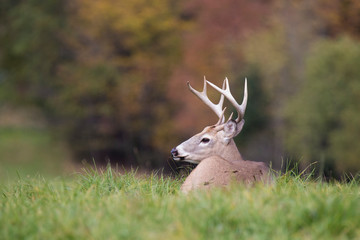 white tailed deer buck  in autumn