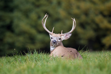 white tailed deer buck  in autumn