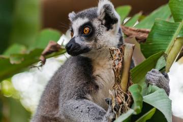 Ring tailed lemur (lemur catta) sitting in the vegetation, and looking to the left