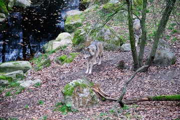 Naklejka premium The gray wolf (Canis lupus) in Sweden