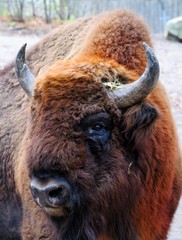 The European bison (Bison bonasus), aka wisent or the European wood bison in Sweden