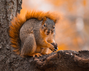 Naklejka na ściany i meble squirrel autumn colors