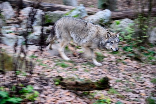 The gray wolf (Canis lupus) in motion in Sweden