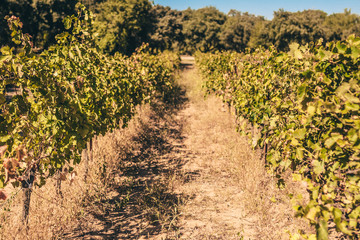 Fototapeta na wymiar Old vineyard of Provence in the south of France