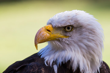 bald eagle portrait