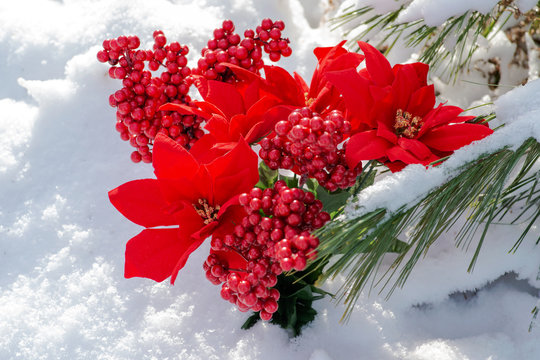 Winter holiday decoration concept:   Blooming Holiday Red Poinsettia, Berry bush and frozen snow covered pine tree twigs in forest preserve park.