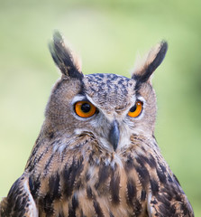 Eurasian eagle-owl (Bubo bubo) portrait