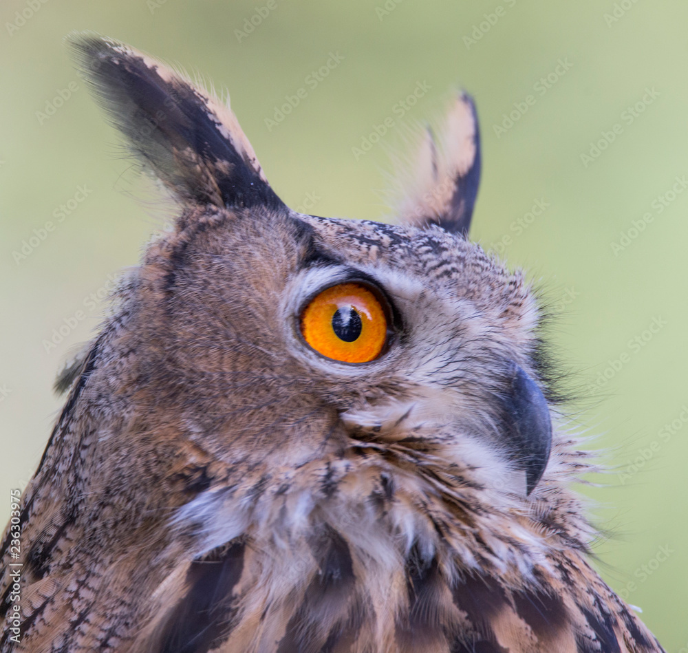 Poster eurasian eagle-owl (bubo bubo) portrait