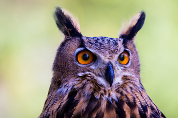 Eurasian eagle-owl (Bubo bubo) portrait