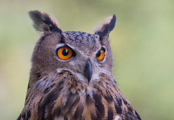 Eurasian eagle-owl (Bubo bubo) portrait