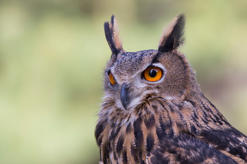 Eurasian eagle-owl (Bubo bubo) portrait